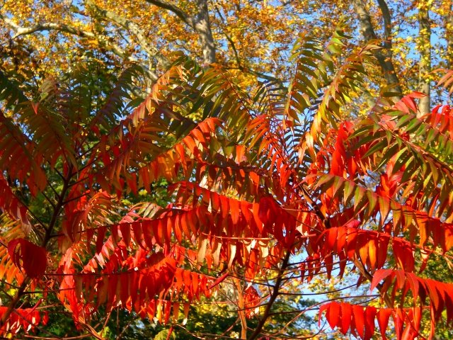 Rhus typhina automne (3)